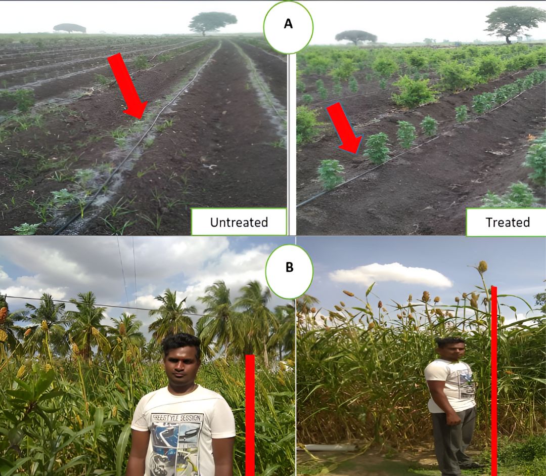 Comparison of crop fields: Treated vs Untreated agricultural fields.