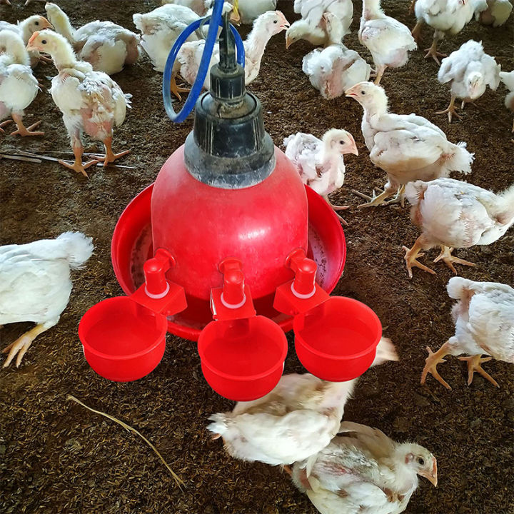 Clean water delivery system for poultry farm.